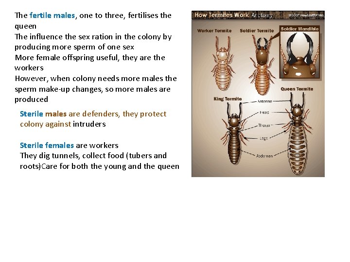 The fertile males, one to three, fertilises the queen The influence the sex ration