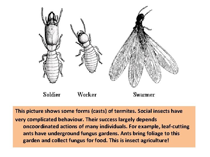 This picture shows some forms (casts) of termites. Social insects have very complicated behaviour.