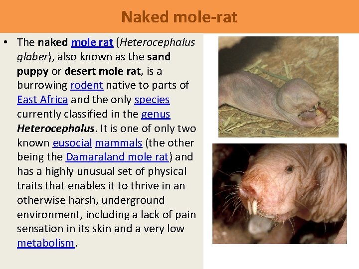 Naked mole-rat • The naked mole rat (Heterocephalus glaber), also known as the sand