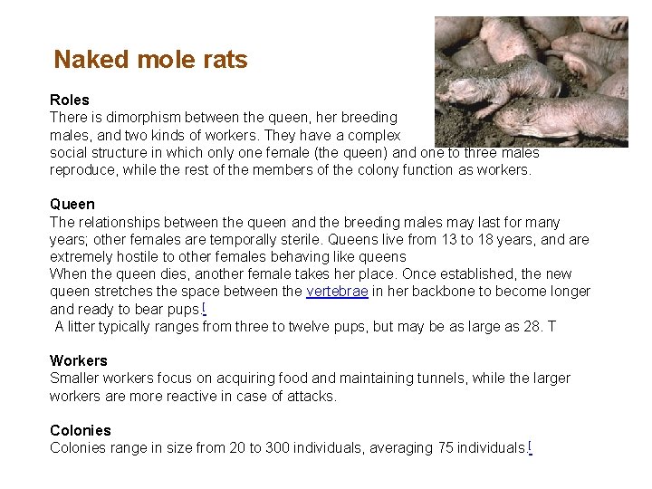 Naked mole rats Roles There is dimorphism between the queen, her breeding males, and