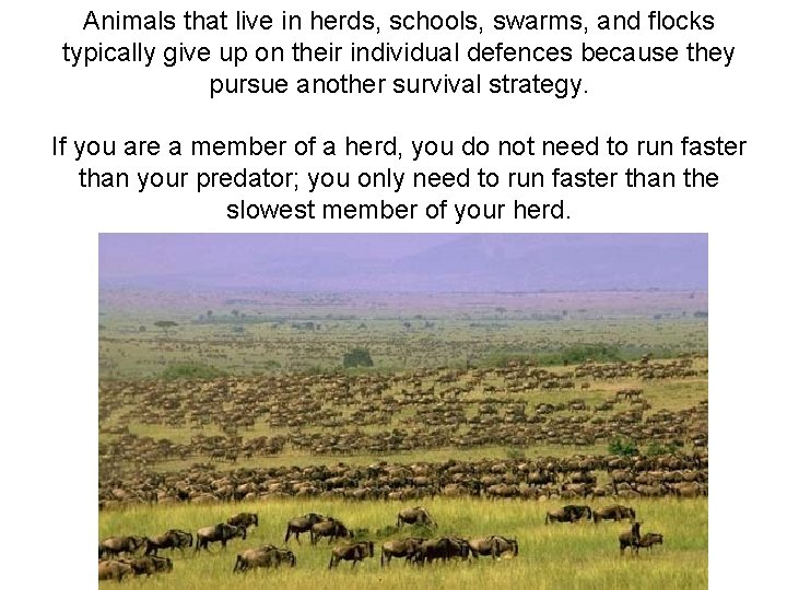 Animals that live in herds, schools, swarms, and flocks typically give up on their