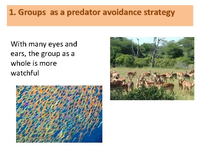 1. Groups as a predator avoidance strategy With many eyes and ears, the group