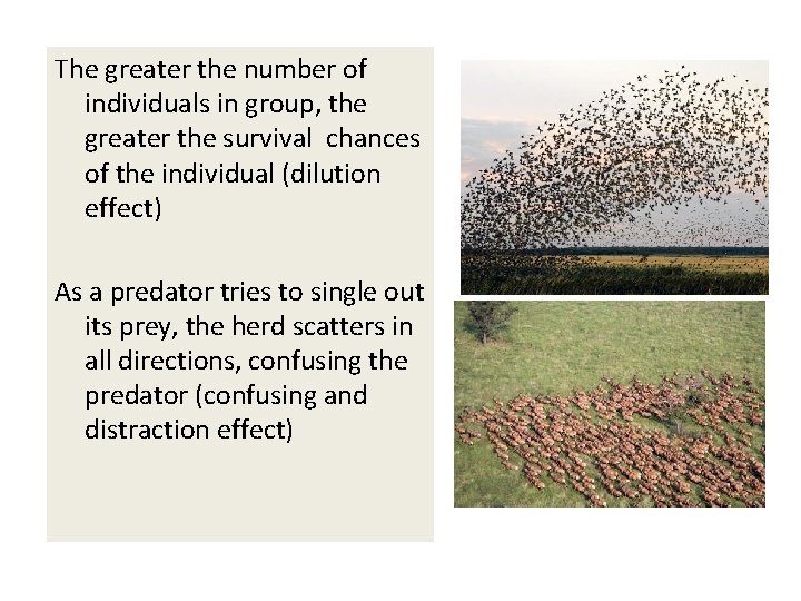 The greater the number of individuals in group, the greater the survival chances of