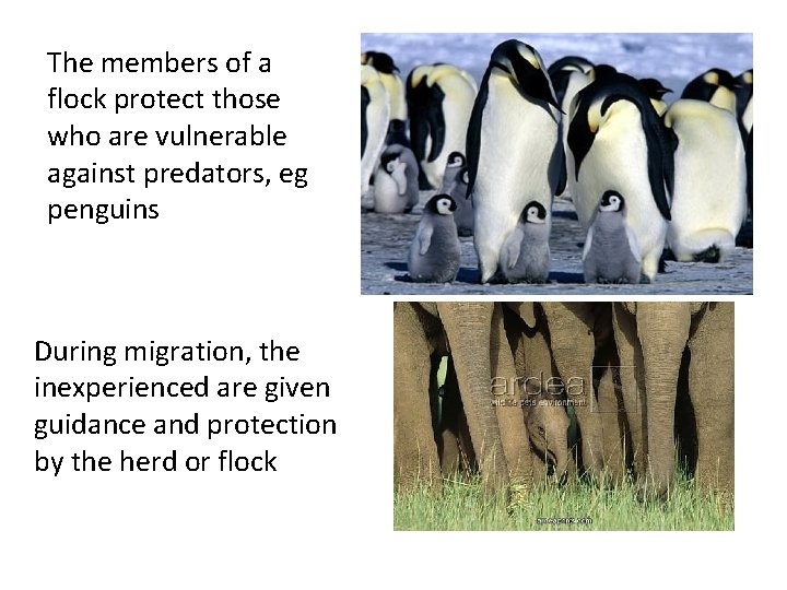 The members of a flock protect those who are vulnerable against predators, eg penguins