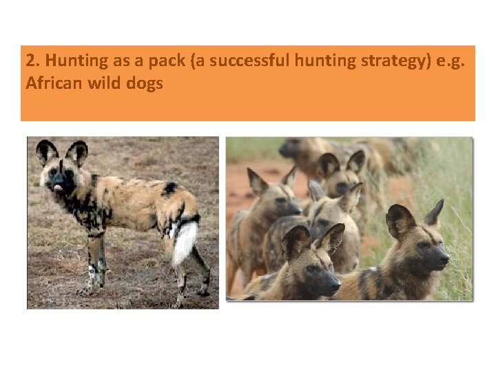 2. Hunting as a pack (a successful hunting strategy) e. g. African wild dogs