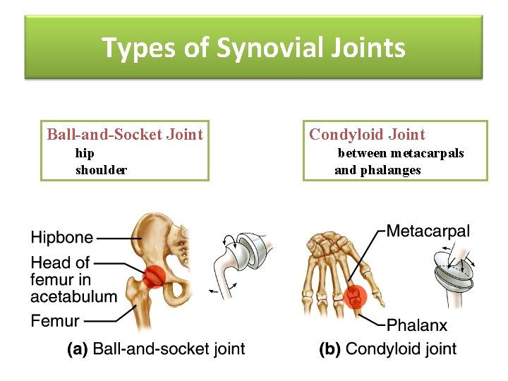 Types of Synovial Joints Ball-and-Socket Joint hip shoulder Condyloid Joint between metacarpals and phalanges