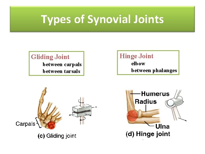 Types of Synovial Joints Gliding Joint between carpals between tarsals Hinge Joint elbow between
