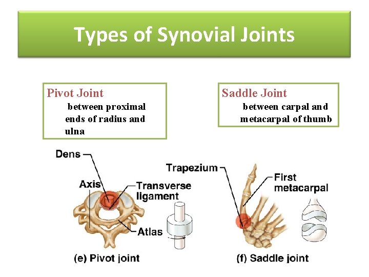 Types of Synovial Joints Pivot Joint between proximal ends of radius and ulna Saddle