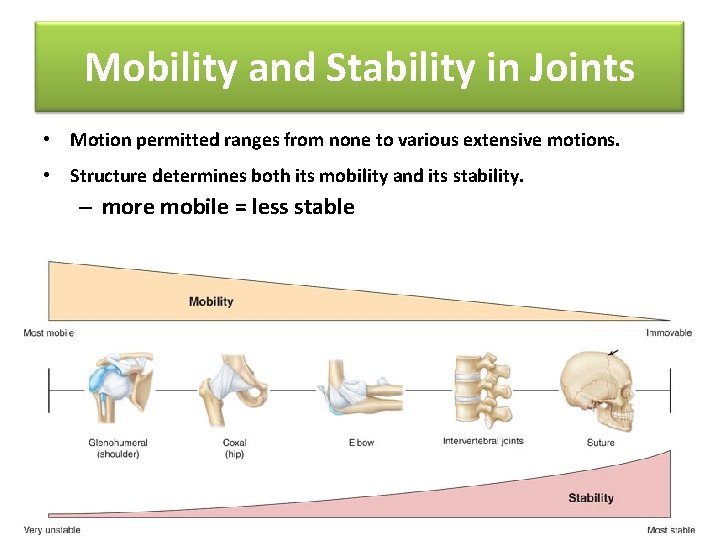 Mobility and Stability in Joints • Motion permitted ranges from none to various extensive