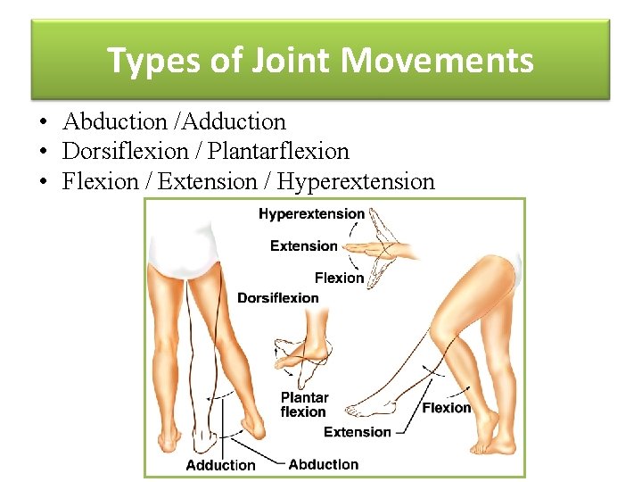 Types of Joint Movements • Abduction /Adduction • Dorsiflexion / Plantarflexion • Flexion /