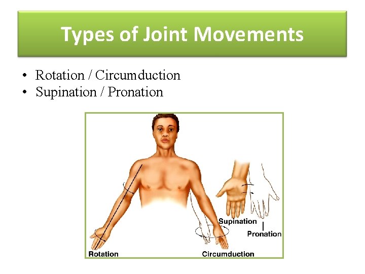 Types of Joint Movements • Rotation / Circumduction • Supination / Pronation 