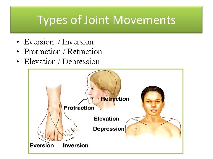 Types of Joint Movements • Eversion / Inversion • Protraction / Retraction • Elevation