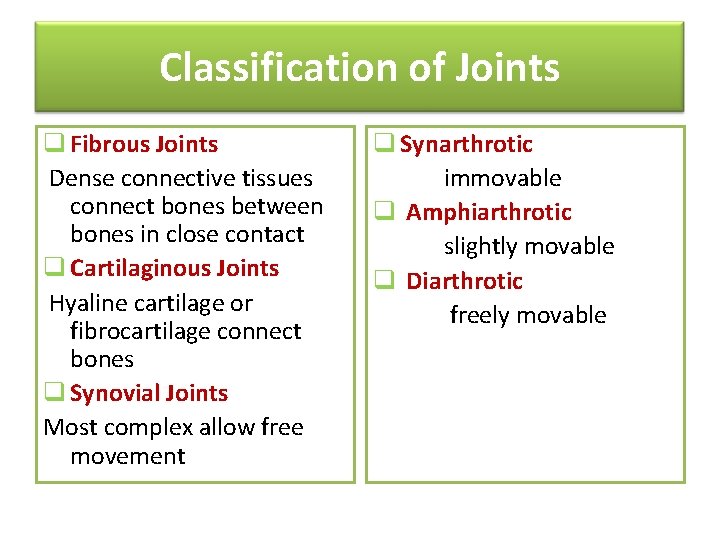 Classification of Joints q Fibrous Joints Dense connective tissues connect bones between bones in