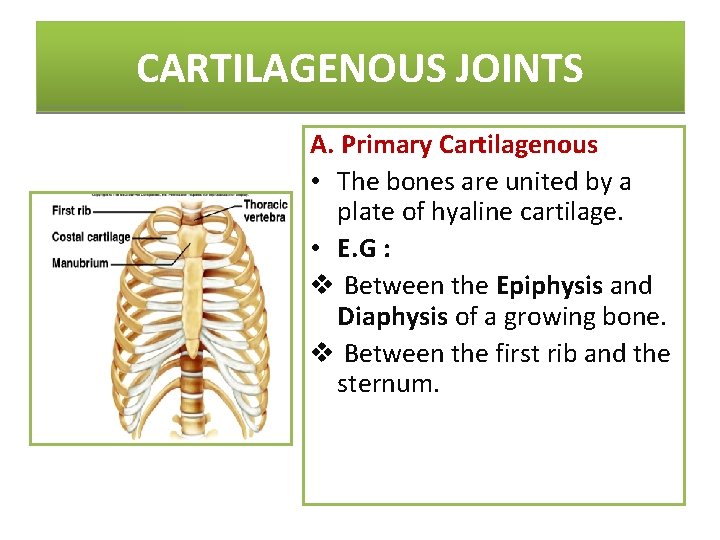 CARTILAGENOUS JOINTS A. Primary Cartilagenous • The bones are united by a plate of