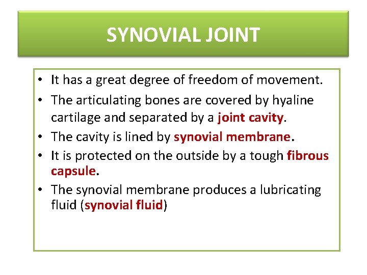 SYNOVIAL JOINT • It has a great degree of freedom of movement. • The