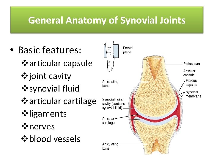 General Anatomy of Synovial Joints • Basic features: varticular capsule vjoint cavity vsynovial fluid