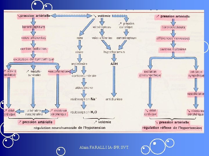 Alain FARALLI IA-IPR SVT. 