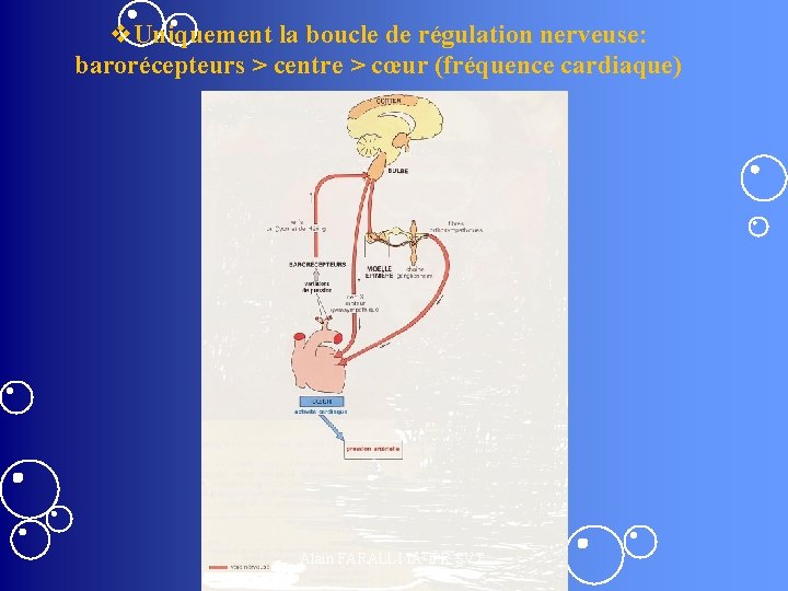 v. Uniquement la boucle de régulation nerveuse: barorécepteurs > centre > cœur (fréquence cardiaque)