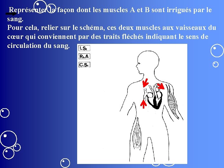 Représenter la façon dont les muscles A et B sont irrigués par le sang.