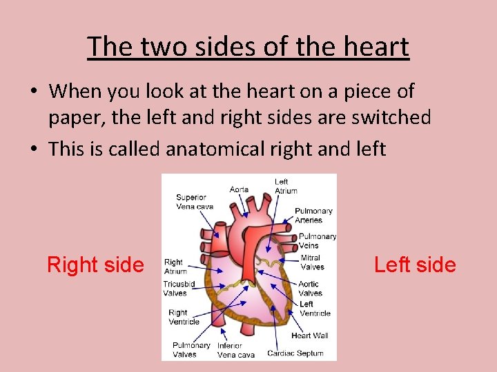 The two sides of the heart • When you look at the heart on