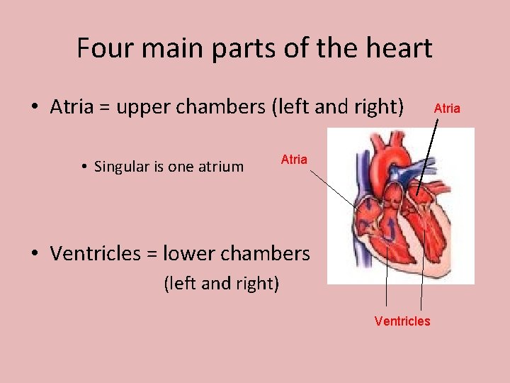 Four main parts of the heart • Atria = upper chambers (left and right)