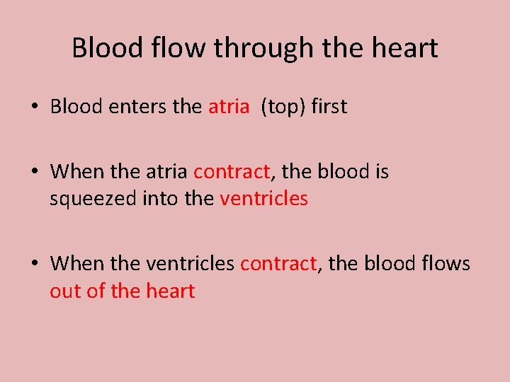 Blood flow through the heart • Blood enters the atria (top) first • When