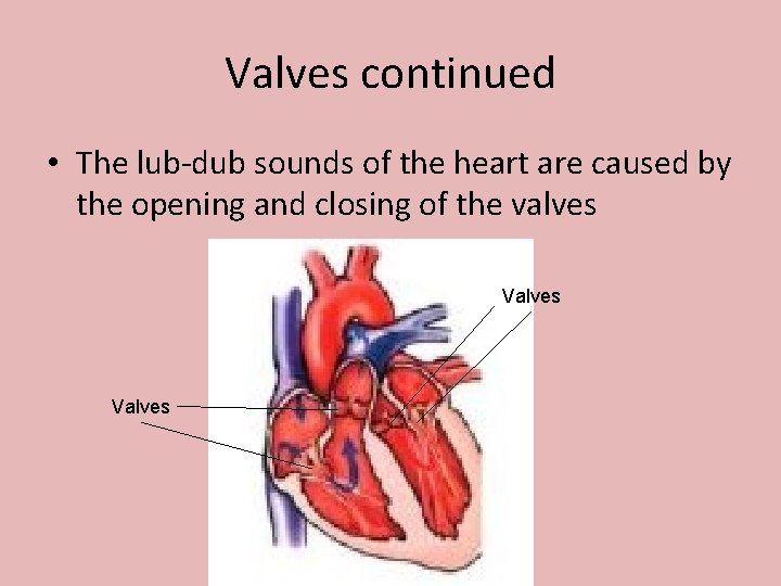 Valves continued • The lub-dub sounds of the heart are caused by the opening