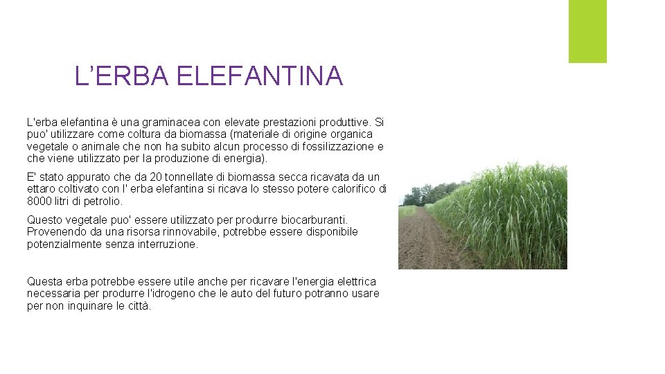 L’ERBA ELEFANTINA L'erba elefantina è una graminacea con elevate prestazioni produttive. Si puo' utilizzare L’ERBA ELEFANTINA L'erba elefantina è una graminacea con elevate prestazioni produttive. Si puo' utilizzare