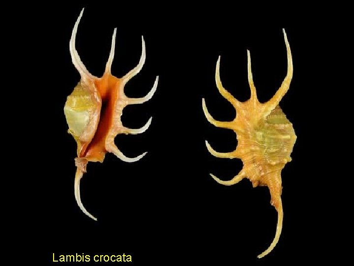 Lambis crocata 