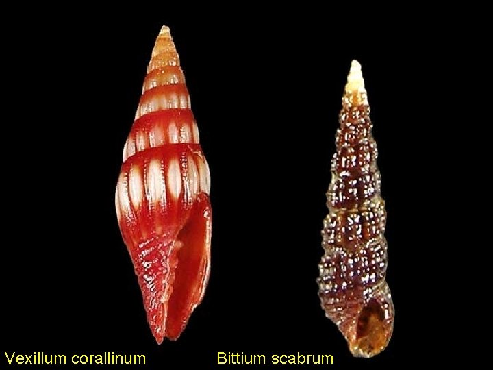 Vexillum corallinum Bittium scabrum 