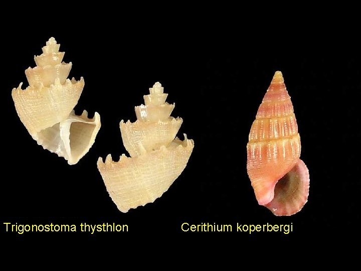 Trigonostoma thysthlon Cerithium koperbergi 
