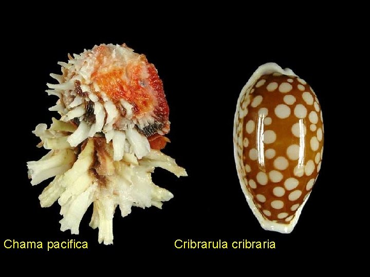 Chama pacifica Cribrarula cribraria 