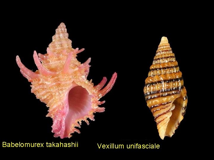 Babelomurex takahashii Vexillum unifasciale 