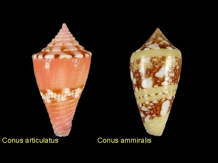Conus articulatus Conus ammiralis 