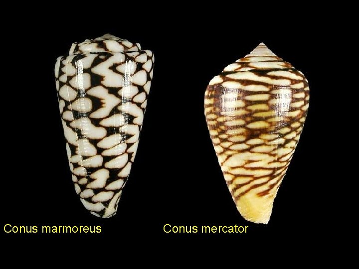 Conus marmoreus Conus mercator 