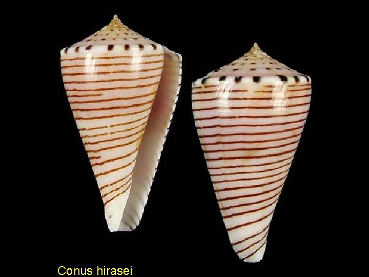 Conus hirasei 