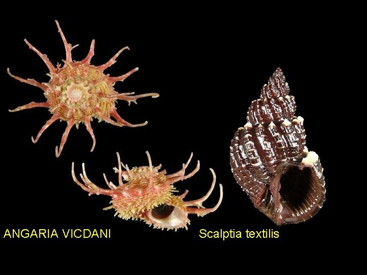 ANGARIA VICDANI Scalptia textilis 