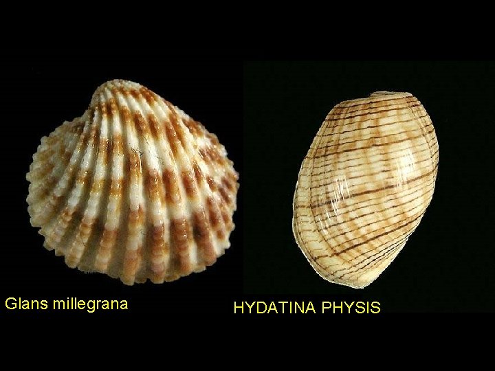 Glans millegrana HYDATINA PHYSIS 