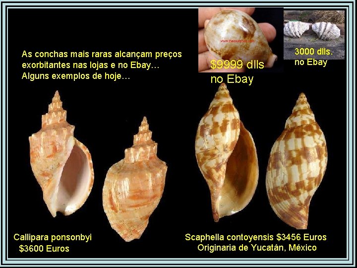 As conchas mais raras alcançam preços exorbitantes nas lojas e no Ebay… Alguns exemplos