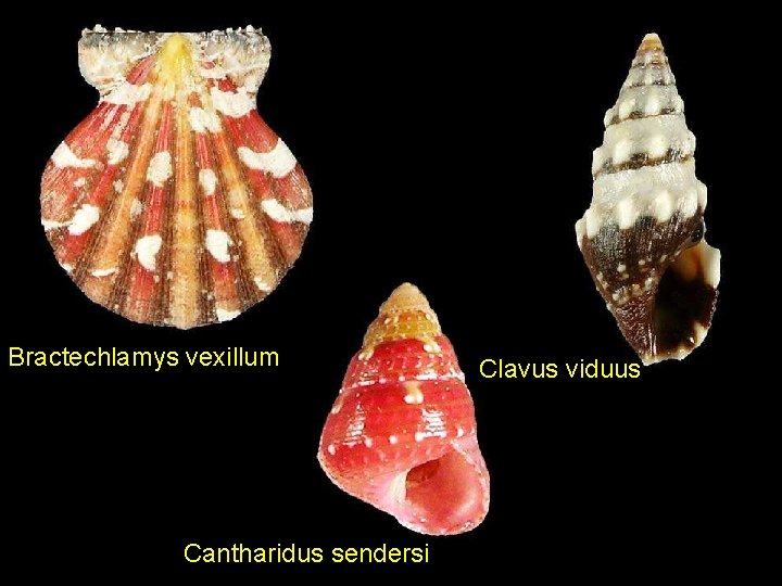 Bractechlamys vexillum Cantharidus sendersi Clavus viduus 