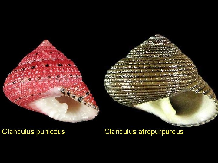 Clanculus puniceus Clanculus atropurpureus 