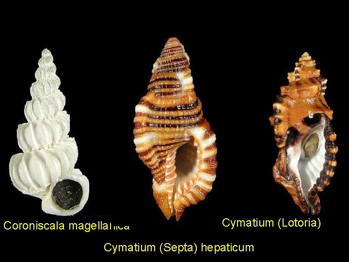Coroniscala magellanica Cymatium (Lotoria) Cymatium (Septa) hepaticum 