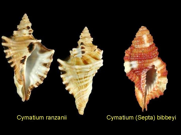 Cymatium ranzanii Cymatium (Septa) bibbeyi 