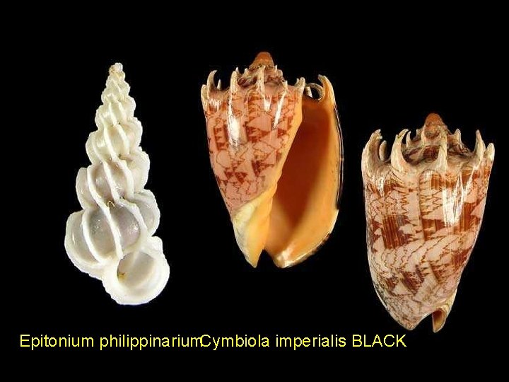 Epitonium philippinarium. Cymbiola imperialis BLACK 