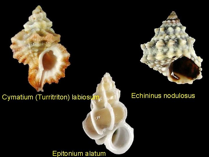 Cymatium (Turritriton) labiosum Epitonium alatum Echininus nodulosus 