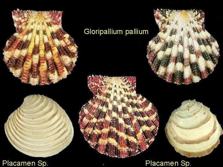 Gloripallium Placamen Sp. 