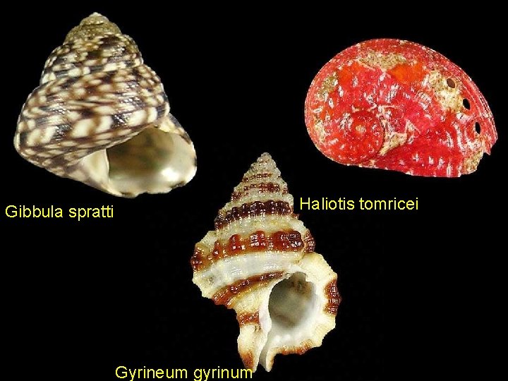 Haliotis tomricei Gibbula spratti Gyrineum gyrinum 