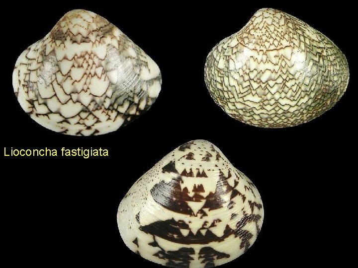 Lioconcha fastigiata 