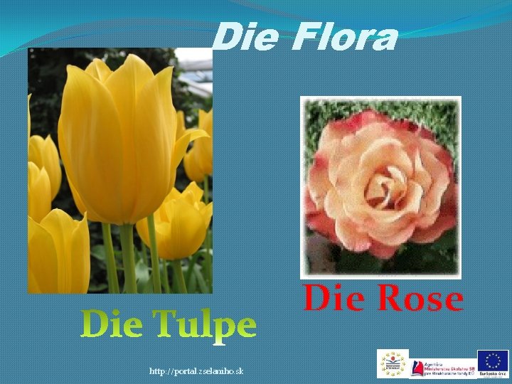 Die Flora Die Rose http: //portal. zselaniho. sk 