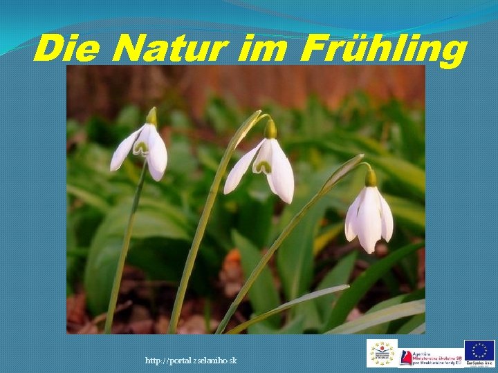 Die Natur im Frühling http: //portal. zselaniho. sk 